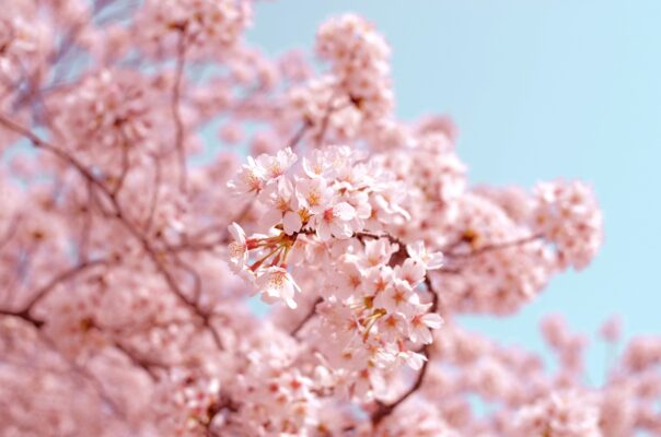 Close-up of a Cherry Blossom's branch