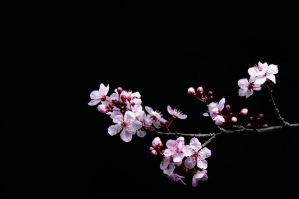 Cherry Blossom in the black background