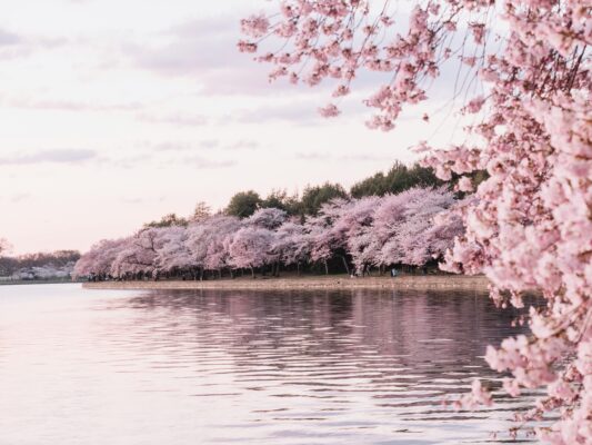 Cherry Blossom by the lake