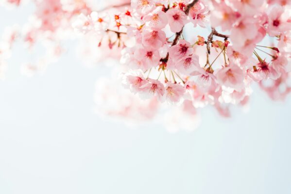 Cherry Blossom in the bright sky background