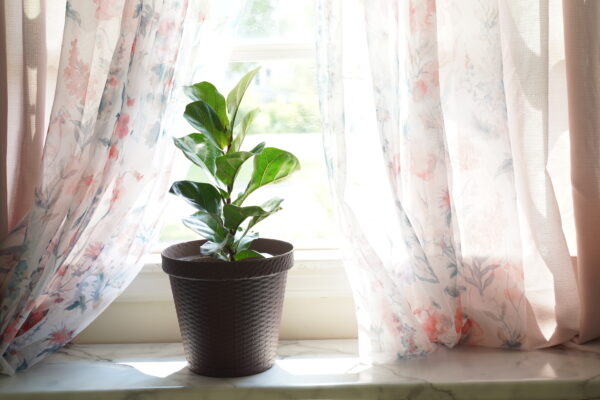 Plant pot next to a window