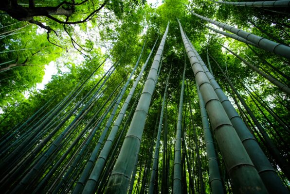 Low angle shot of a Bamboo forest 