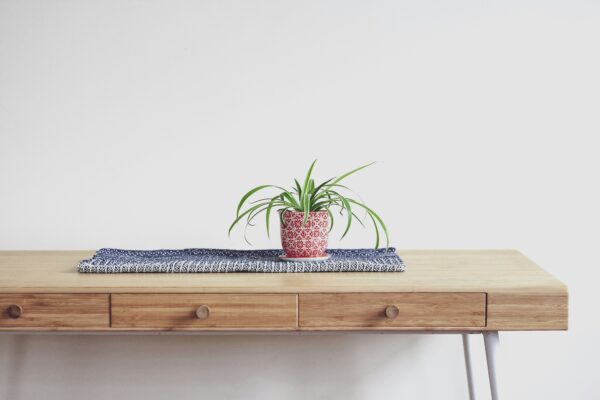 Spider plant pot on the table