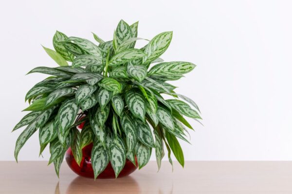 A Chinese Evergreen pot