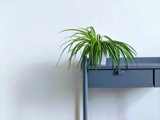 Spider Plant on the desk