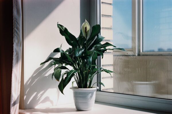 Peace Lily Plants in White Ceramic Pot