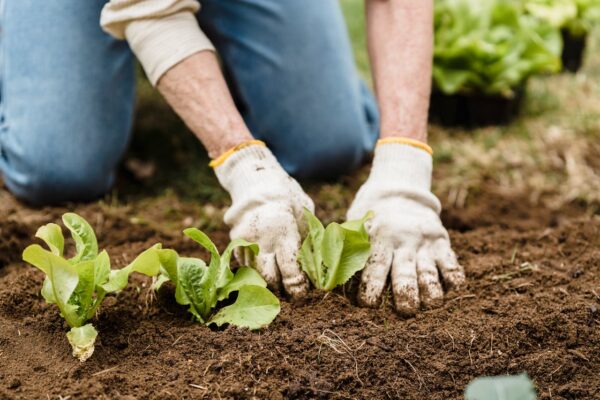 Quality soil for plants