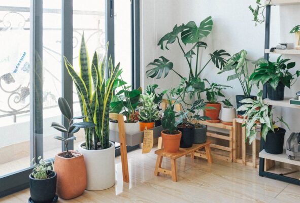Home-grown plants