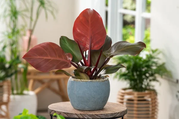 Philodendron houseplant in a pot