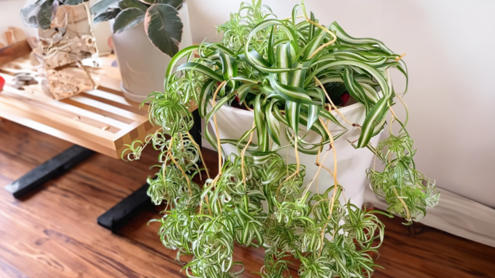 spider plant in pot