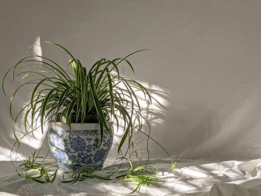 Spider Plant in the pot in front of the white fabric