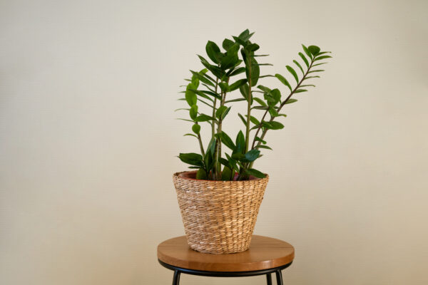 ZZ plant with green leaves in a straw flowerpot against the background of a light wall